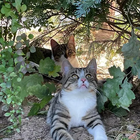 منتزه العطل Ferienpark-canow Canow