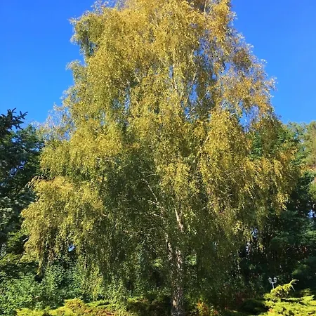 Ferienpark-canow Tatil parkı 3*