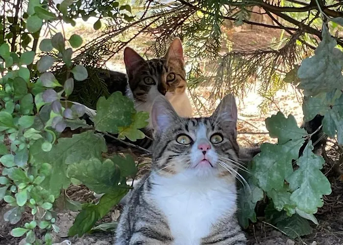 假日公园 Ferienpark-canow Canow